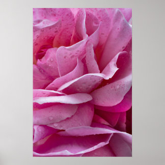 Pétalos de Rosa Rosa y Gotitas de Rocío en Póster