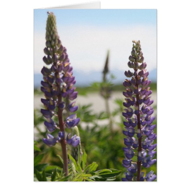 pétalos morados (Frente)