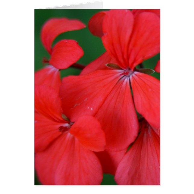 pétalos rojos (Frente)