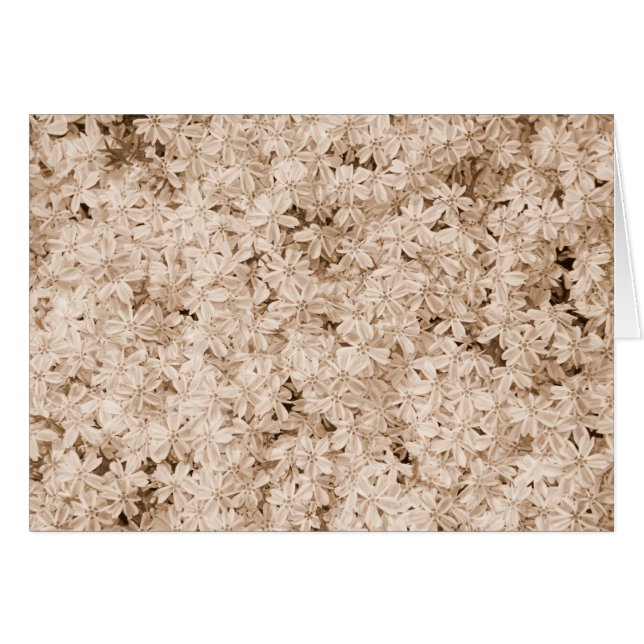 Pétalos rosados (Anverso (Horizontal))