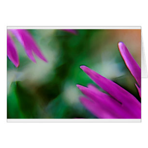 Pétalos rosados del cactus