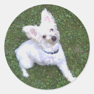 Petey El Pegatina Pom-A-Poo