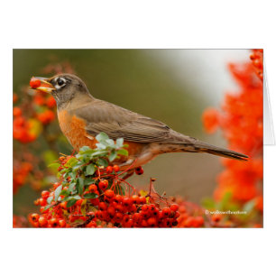 Petirrojo americano con una Poma de Pyracantha