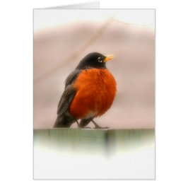 Petirrojo animal del americano del pájaro