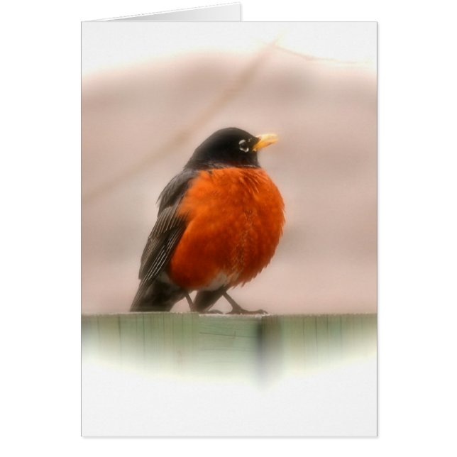 Petirrojo animal del americano del pájaro (Frente)