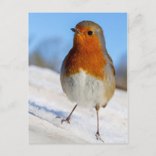 Petirrojo de la postal de pie en navidad de la