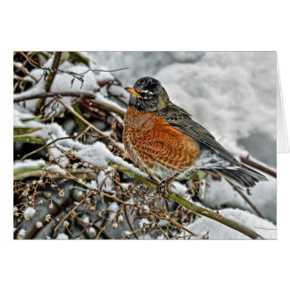 Petirrojo en nieve