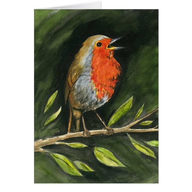 Petirrojo europeo (Frente)