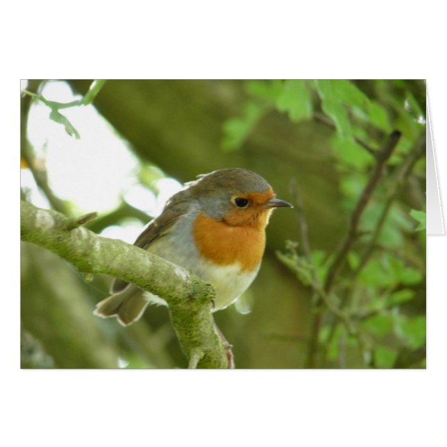 "Petirrojo-Pájaro europeo Northumberland (Anverso (Horizontal))