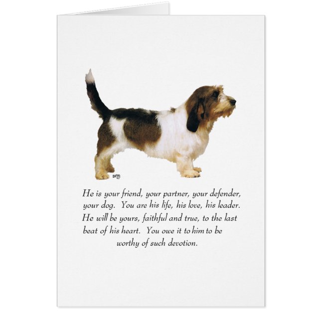 Petit Basset Griffon Vendeen Male (Frente)