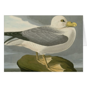 Petrel de Fulmar