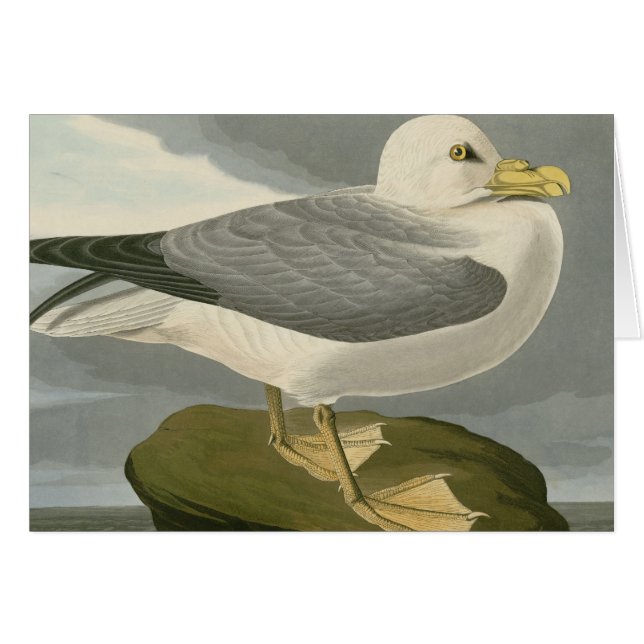 Petrel de Fulmar (Anverso (Horizontal))