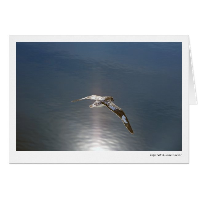 Petrel del cabo, puerto de Neko (Anverso (Horizontal))