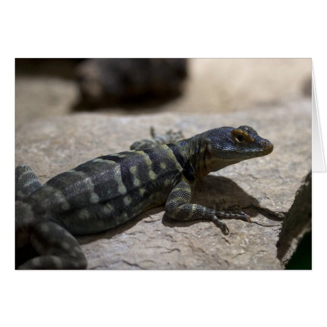 Petrosaurus thalassinus (Anverso (Horizontal))