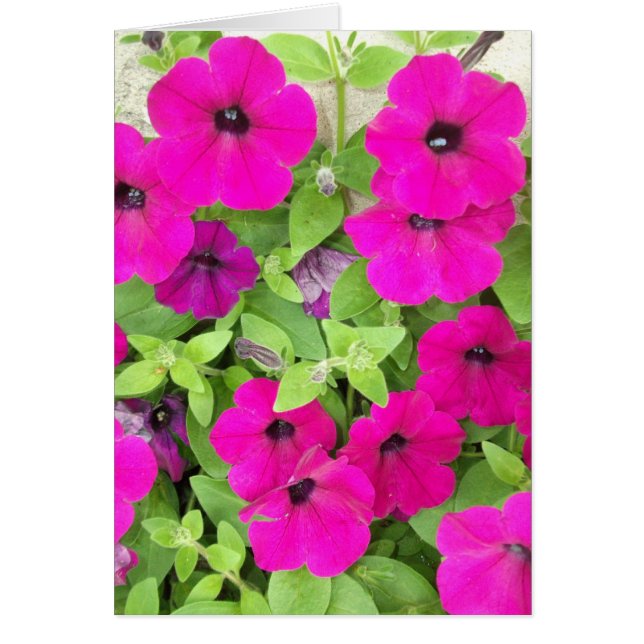 Petunia (Frente)