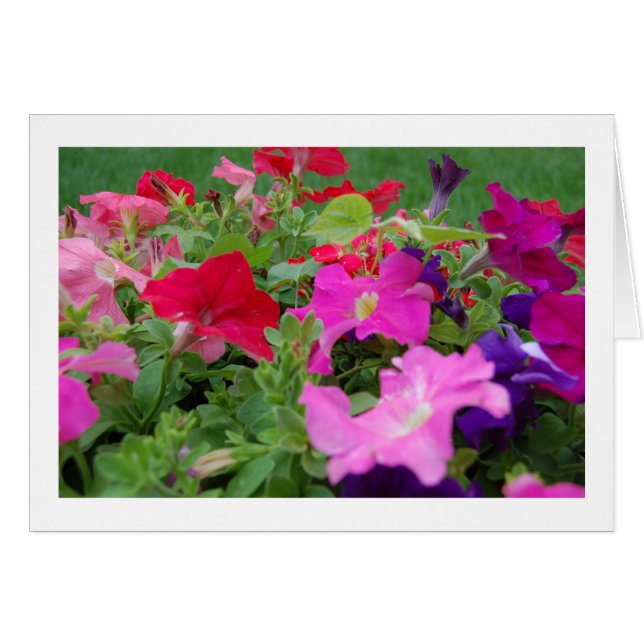Petunias (Anverso (Horizontal))