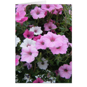 "Petunias rosadas "
