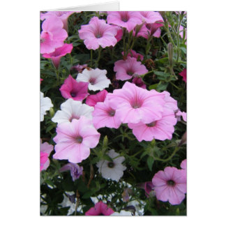 "Petunias rosadas"