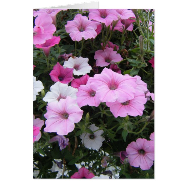 "Petunias rosadas" (Frente)