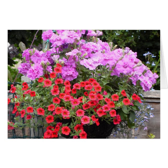 Petunias rosadas y millones de campanas rojas (Anverso (Horizontal))