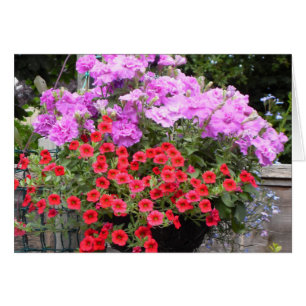 Petunias rosadas y rojo millón Belces