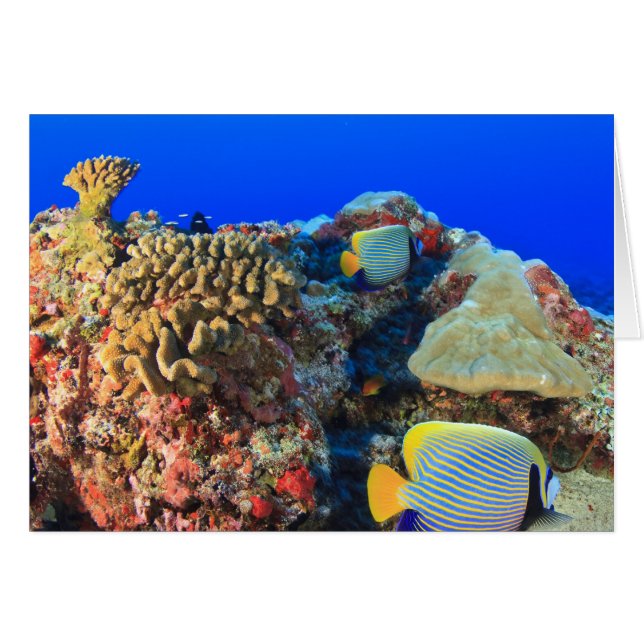 Pez ángel real (Pygoplites diacanthus), (Anverso (Horizontal))