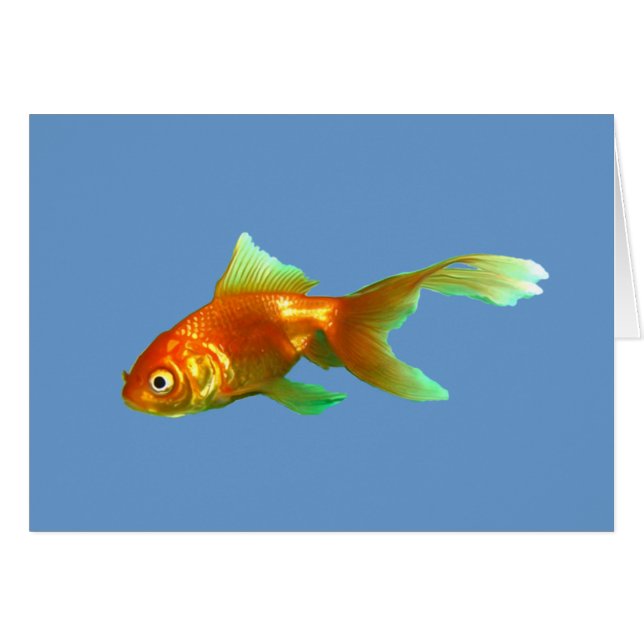 Pez dorado oranda de cola de fantasía (Anverso (Horizontal))