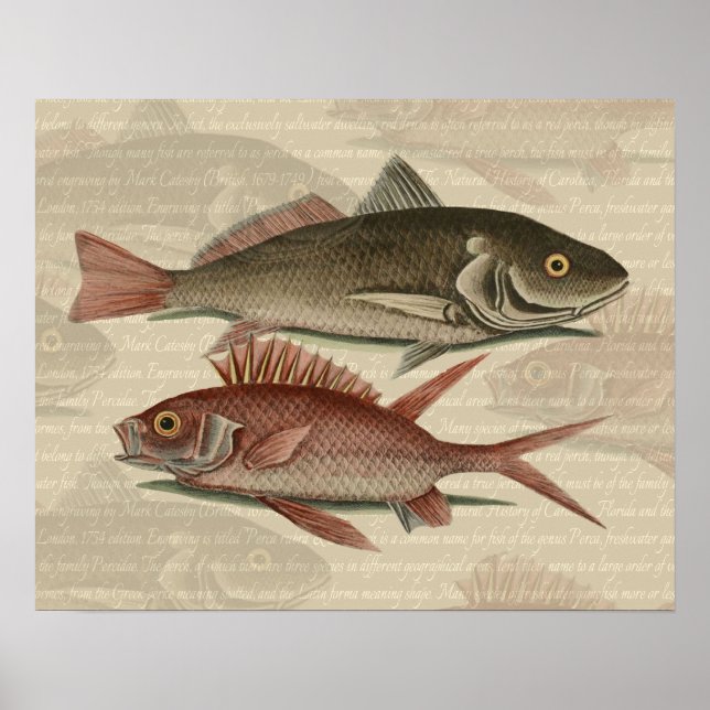 Pez Lubina Roja Pescador Arte (Frente)
