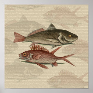 Pez Lubina Roja Pescador Arte
