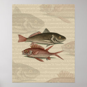 Pez Lubina Roja Pescador Arte