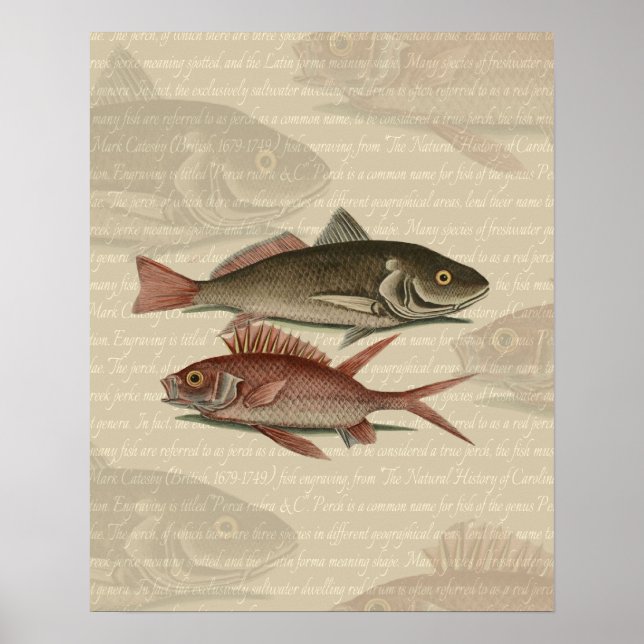 Pez Lubina Roja Pescador Arte (Frente)