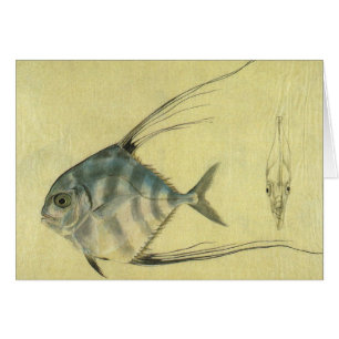 Pez Palometa Africano, Jurel de Hilo Vintage