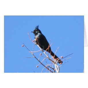 Phainopepla