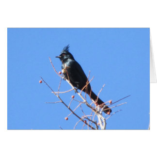 Phainopepla