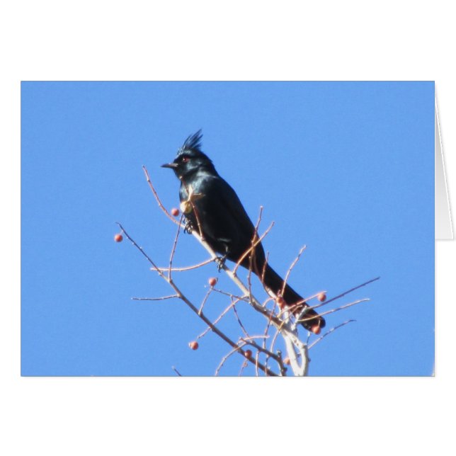 Phainopepla (Anverso (Horizontal))