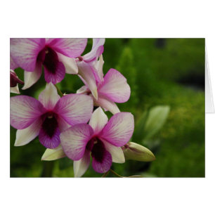 Phalaenopsis hermoso