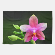 Phalaenopsis liodoro toalla de cocina 40,6cm x