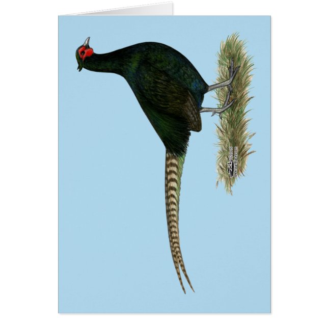 Pheasant Black Roooster (Frente)