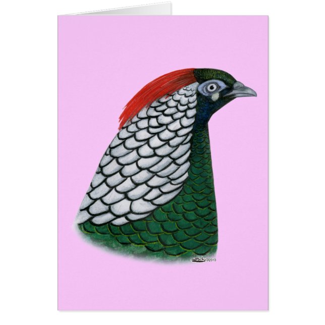 Pheasant Head de Lady Amherst (Frente)