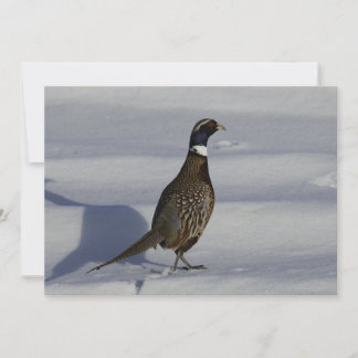 Pheasant In The Snow - Tarjeta De Saludo Plana