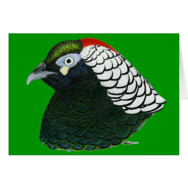 Pheasant: Lady Amherst Rooster (Anverso (Horizontal))