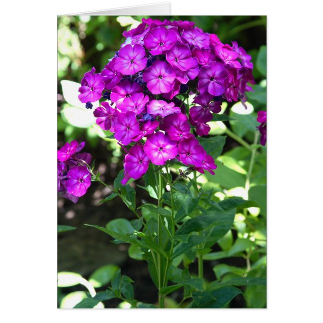 Phlox (Frente)