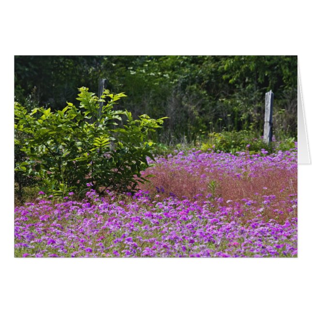 Phlox de Drummond, Phlox drummondi, Hilton Head (Anverso (Horizontal))