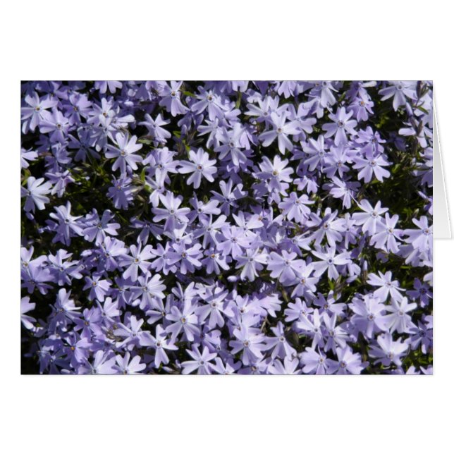 Phlox del arrastramiento (Anverso (Horizontal))