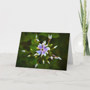 Phlox, tarjeta