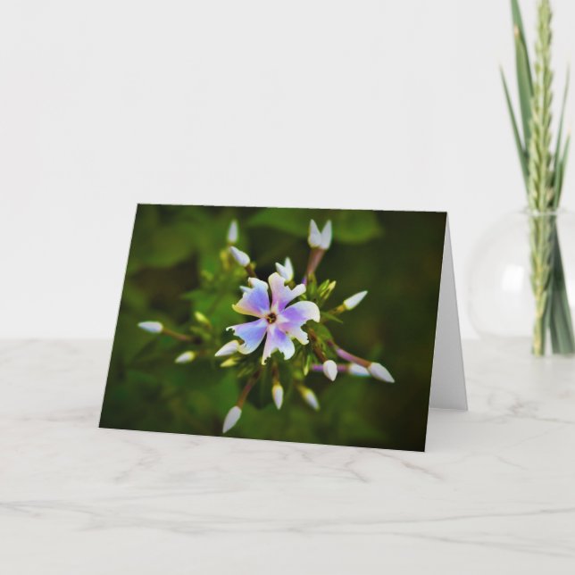 Phlox, tarjeta (Anverso)