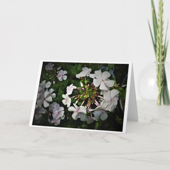 Phlox, tarjeta (Anverso)