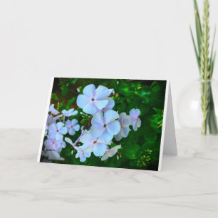 Phlox, tarjeta