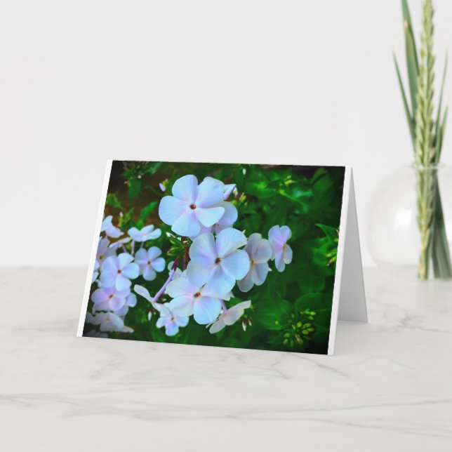 Phlox, tarjeta (Anverso)