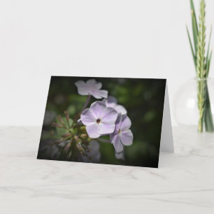 Phlox, tarjeta